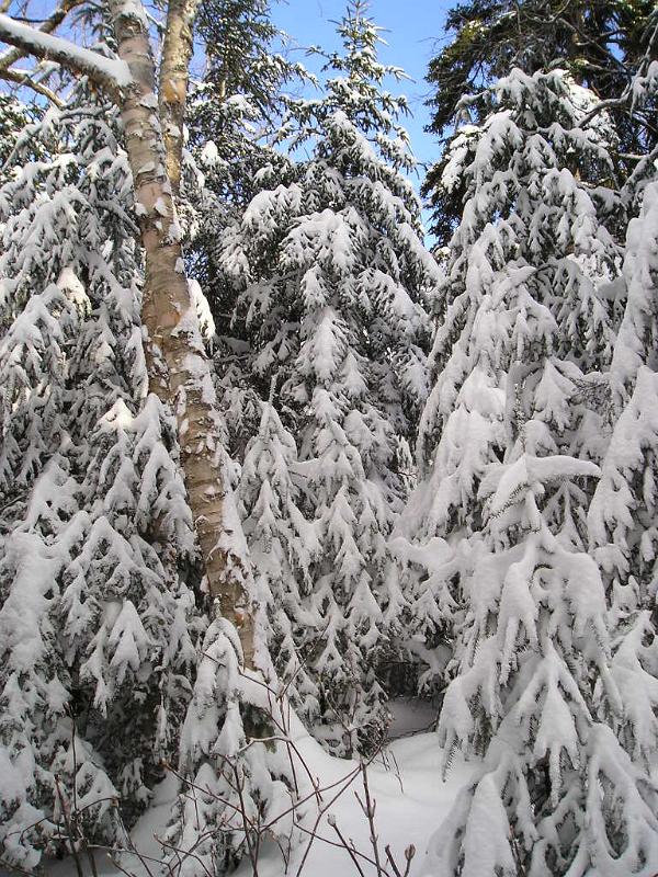 Stinson (9).JPG - All the snow made the scenery very beautiful.